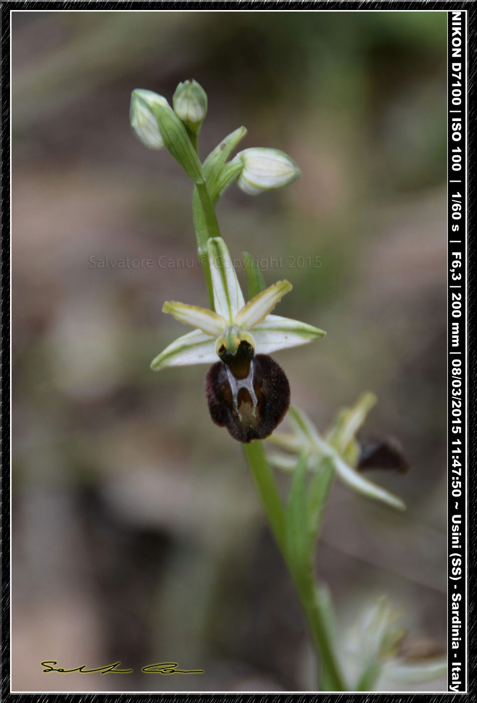 Ophrys sphegodes subsp. praecox